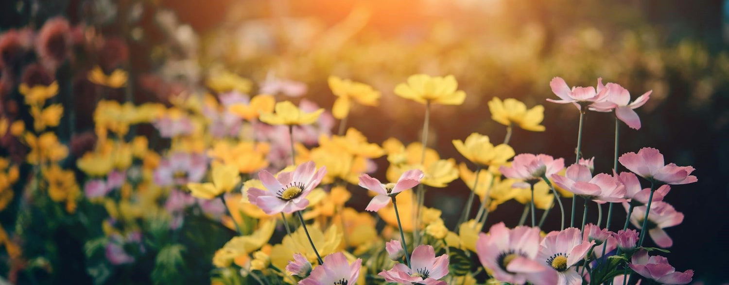 Havana Garden Furniture  Range - Rathwood Store