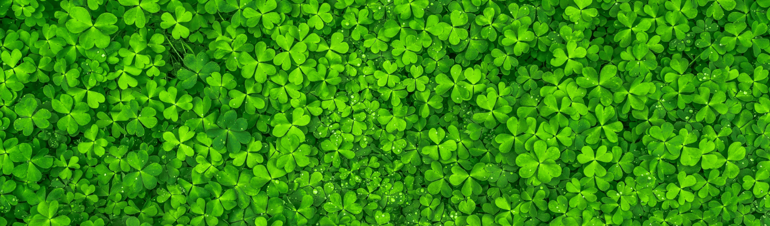 House plants for Good Luck this St. Patrick's day - Rathwood Store