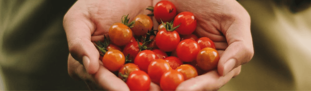 Late Summer vegetable garden - Rathwood Store