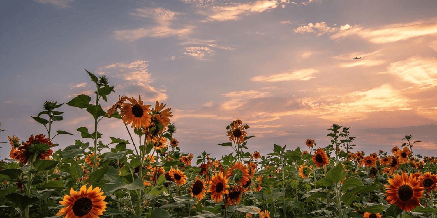 Our Biggest Summer Sale Ever! - Rathwood Store