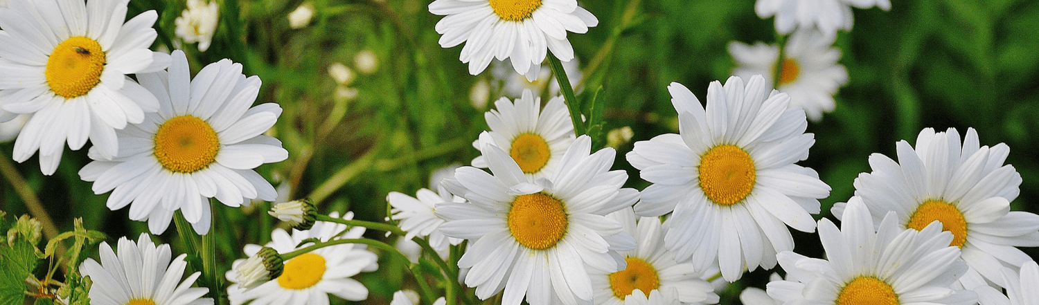 What to do in the garden in April - Rathwood Store