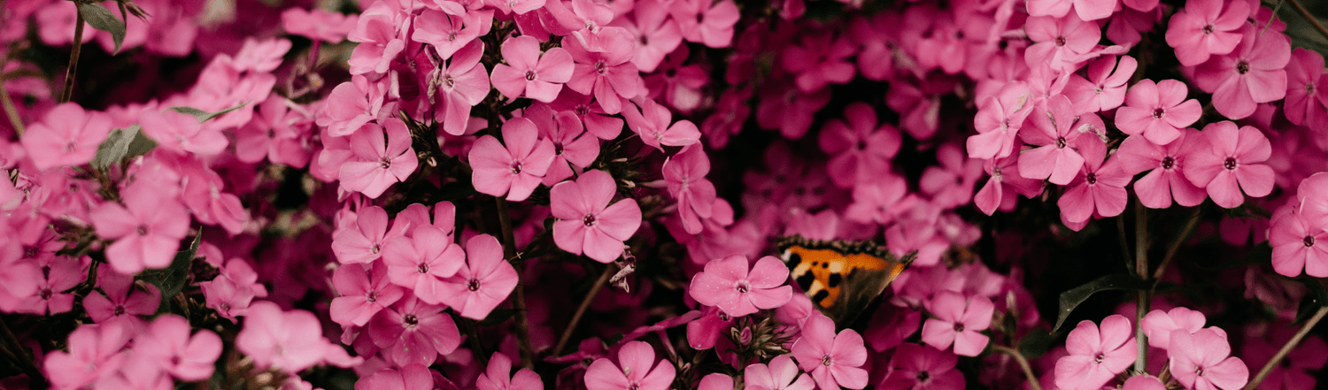 What to do in the garden in June - Rathwood Store