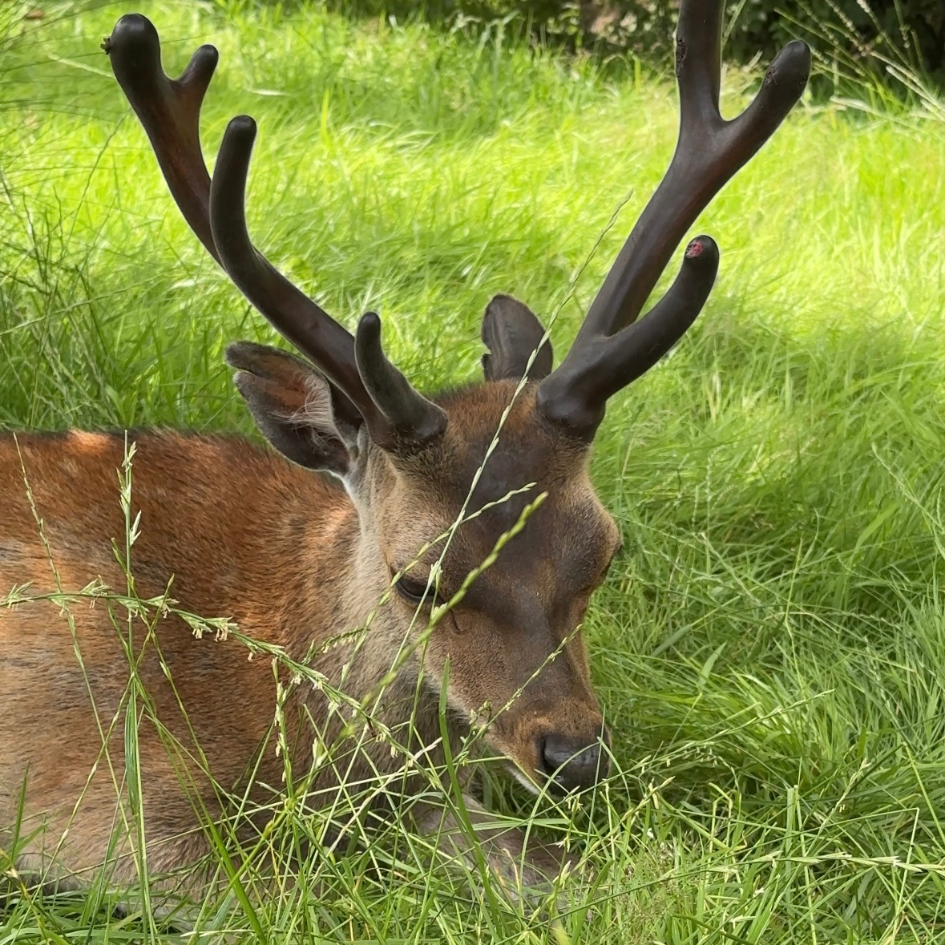 Rathwood Deer Park