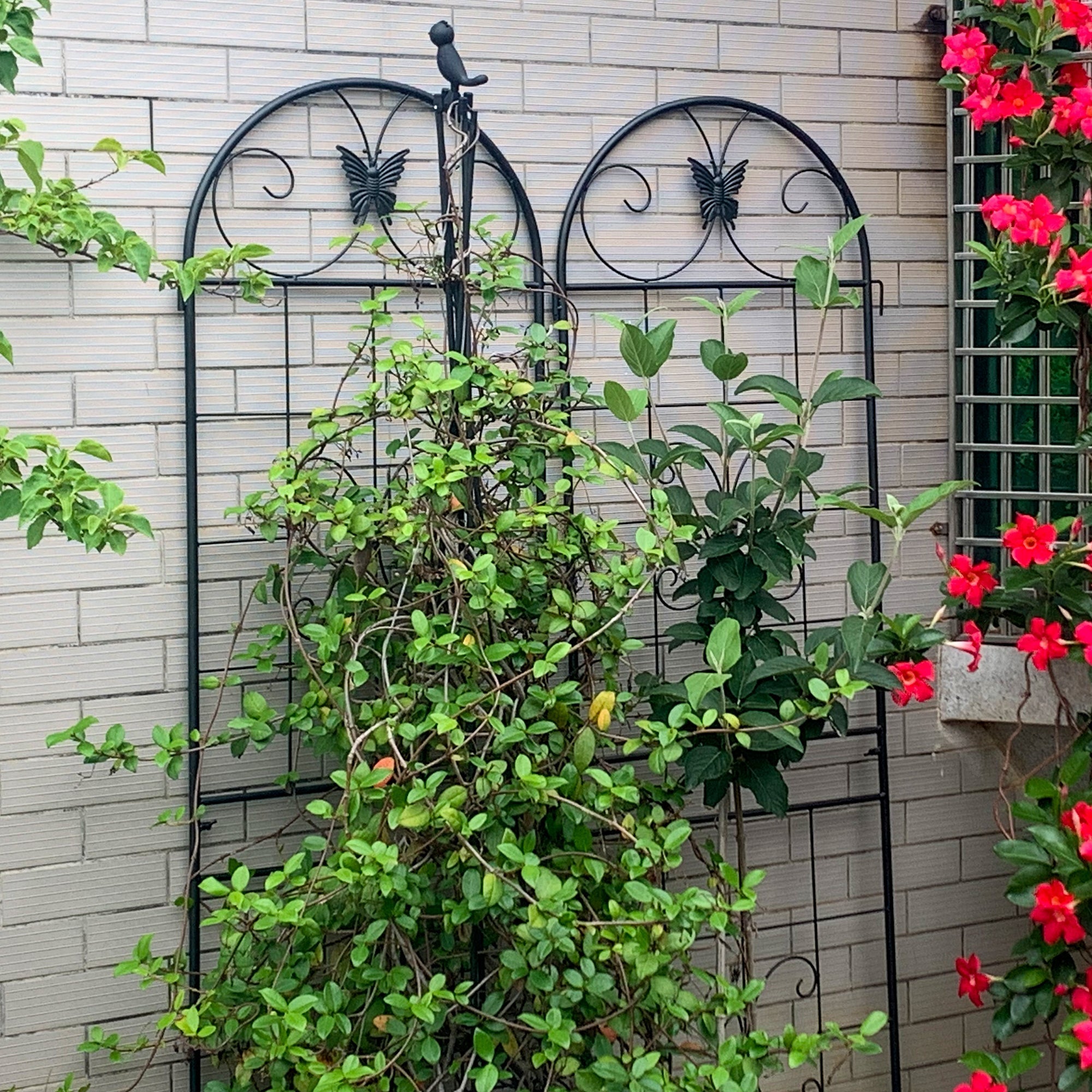 Metal Garden Trellis, 2 Pack for Climbing Plants, Metal