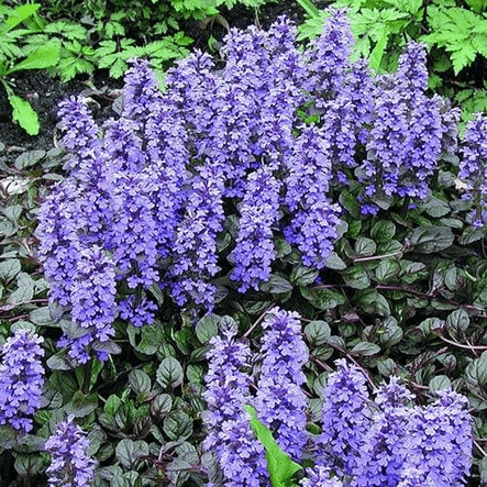 Ajuga reptans Braunherz - Rathwood Store