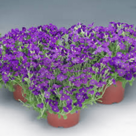 Aubrieta audrey Deep Blue - Rathwood Store