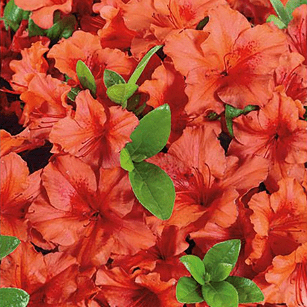 Azalea jap. Brilliant Orange - Rathwood Store