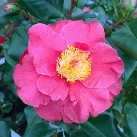 Camellia jap. Dr King - Rathwood Store
