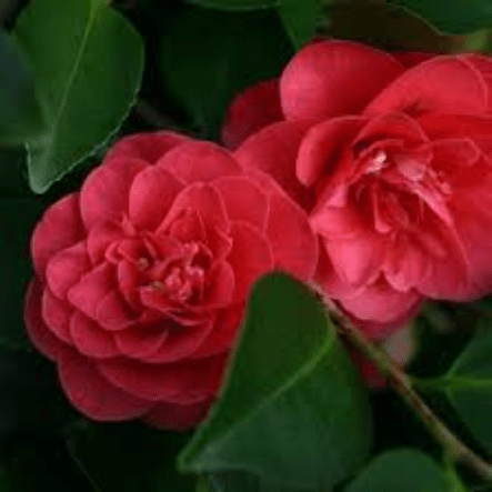 Camellia jap. Lady Campbell - Rathwood Store