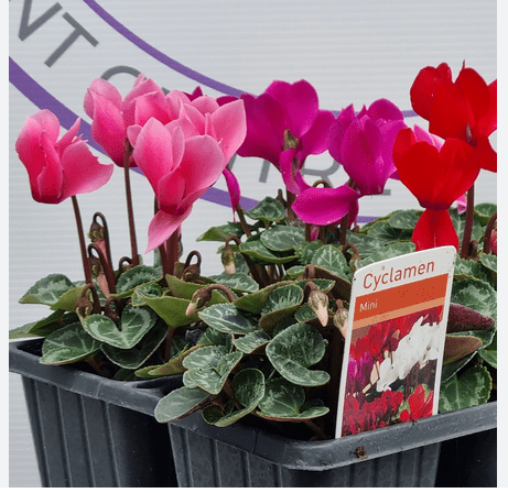 Cyclamen 6 Pack - Rathwood Store