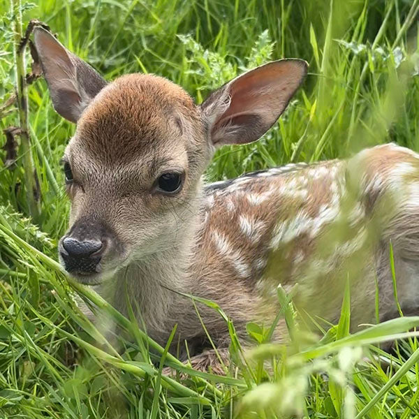 Rathwood Deer Park