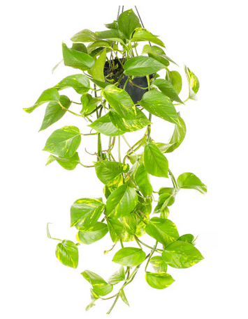 Devils Ivy Epipremnum pinn - Hanging Pot - Rathwood Store
