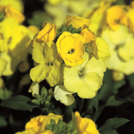 Erysimum - Winter Light - Rathwood Store