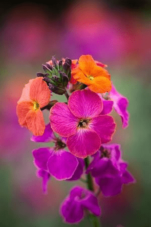 Erysimum - Winter Orchid - Rathwood Store