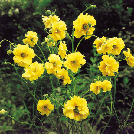 Geum - Lady Stratheden - Rathwood Store