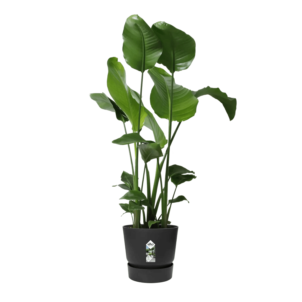 Greenville Round 30Cm (Black) - Rathwood Store
