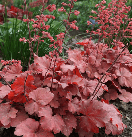 Heuchera - Cherry Cola - Rathwood Store