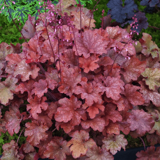 Heuchera - Cranberry - Rathwood Store