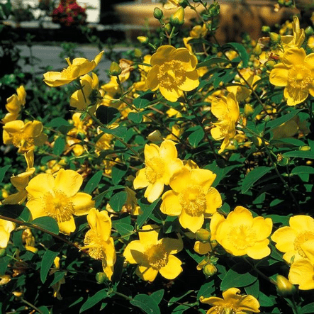 Hypericum hidcote - Rathwood Store