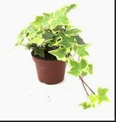 Ivy Small - Rathwood Store