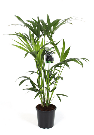 Kentia Palm Howea forsteriana 150cm - Rathwood Store