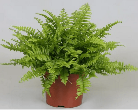 Nephrolepis Boston Bluebell - Rathwood Store