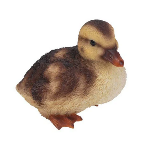 VA Squatting Duckling
