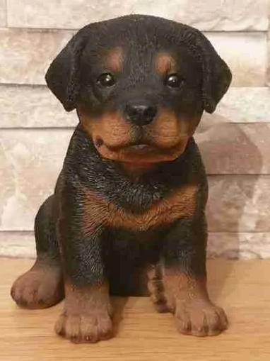 VA Rottweiler Puppy in Box