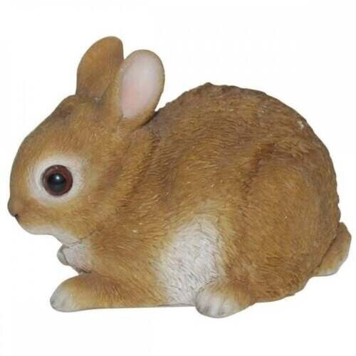 VA Baby Rabbits