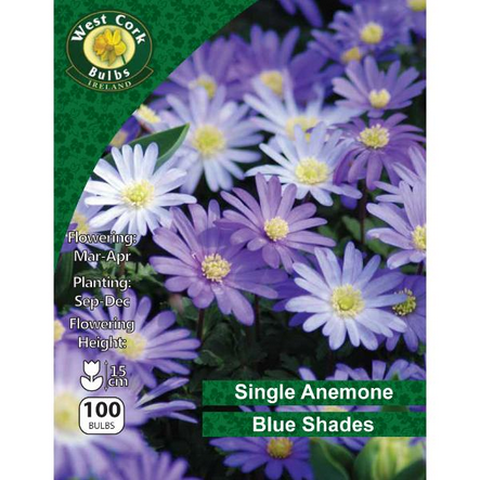 Anemone Blue Shades 100 Bulbs