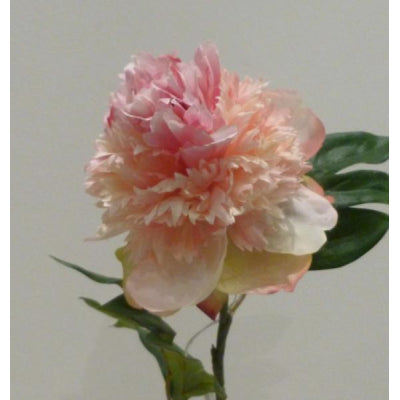 Hybrid peony pink