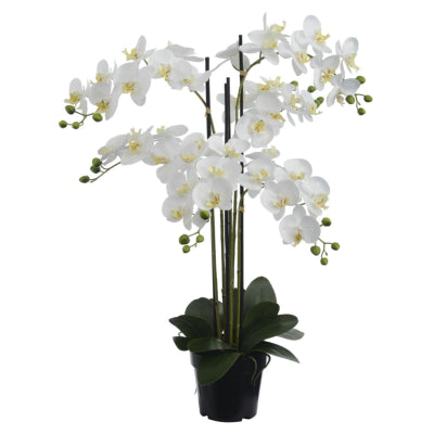 Orchid Pot Cream 90cm