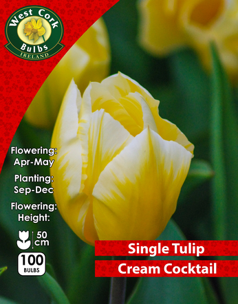 Tulip Single Cream Cocktail