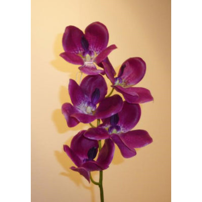 Vanda Orchid Purple