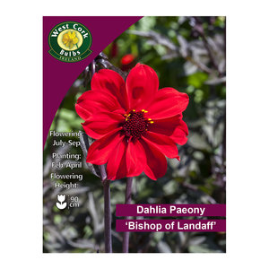 Dahlia Bishop of Llandaff