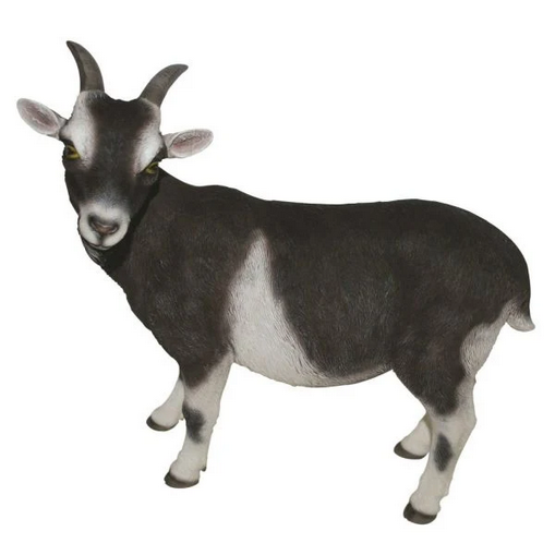 VA RL Goat