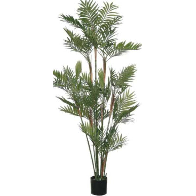 5ft Parlour Palm