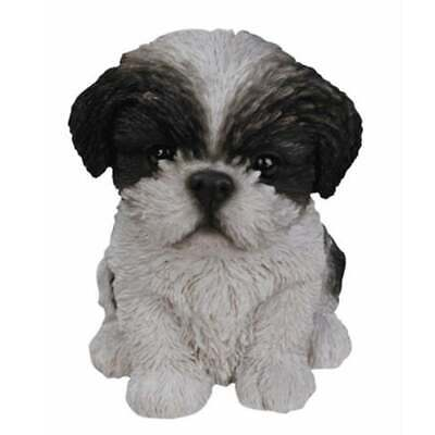 VA Black/White ShihTzu Puppy