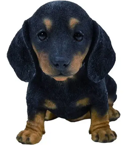 VA Black/Brown Dachshund Puppy