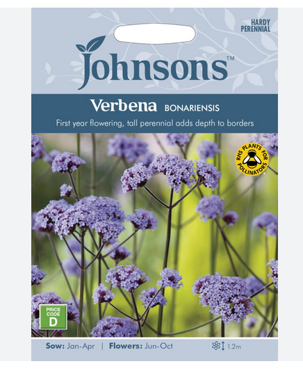 Verbena - bonariensis