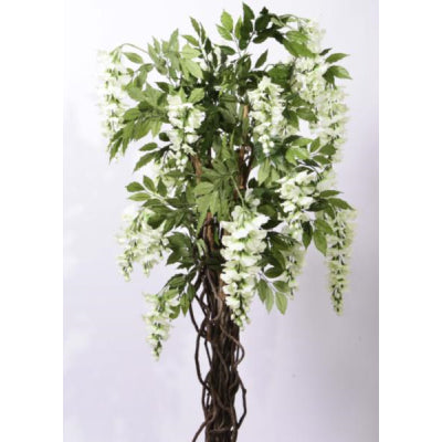 6 wisteria cream