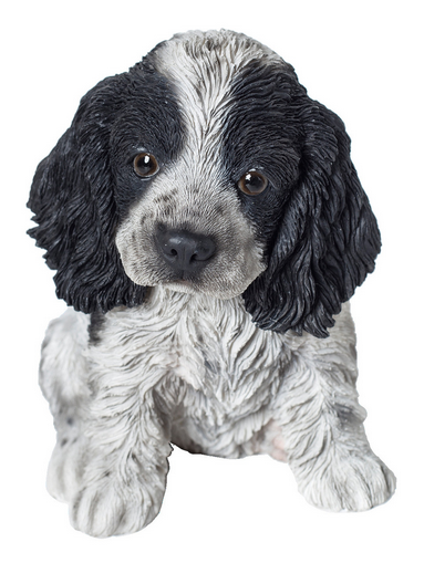VA Black/White Cocker Spaniel Pup
