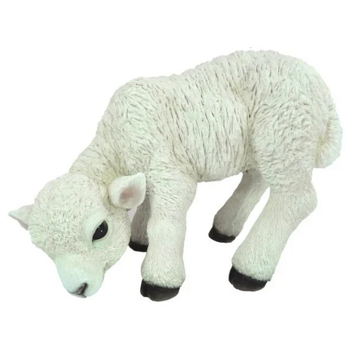 VA RL  Lamb D