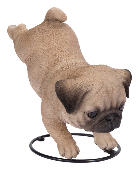 VA Pouncing Pug
