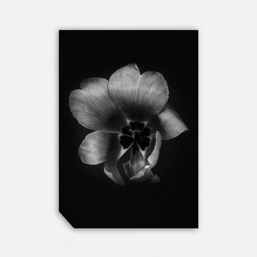 Tulip Life III, 50cmx70cm wall art