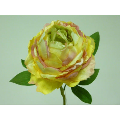 Peony Peach