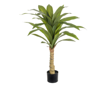 Dracaena Tree