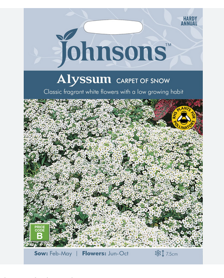 Alyssum - Carpet of Snow