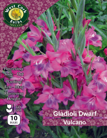 Dwarf Gladioli Vulcano
