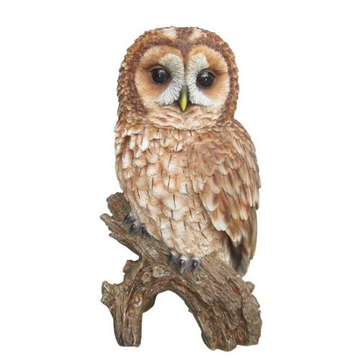 VA RL Tawny Owl
